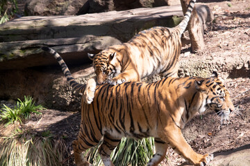 Young tigers have a coat of golden fur with dark stripes, the tiger is the largest wild cat in the...