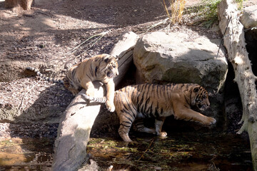 Young tigers have a coat of golden fur with dark stripes, the tiger is the largest wild cat in the...
