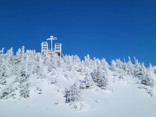 Snow-covered forest landscape with sunshine