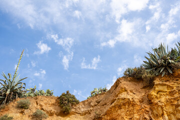 Beautiful Natural Landscape with Clouds, Desert, Mountains, and Trees