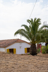 Urban Residential District with Tropical Climate and Palm Trees