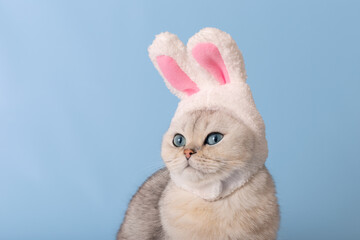 Close up of cute white cat in hat with bunny ears on blue background