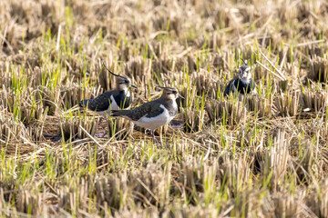 田んぼで餌を探すタゲリの群れ