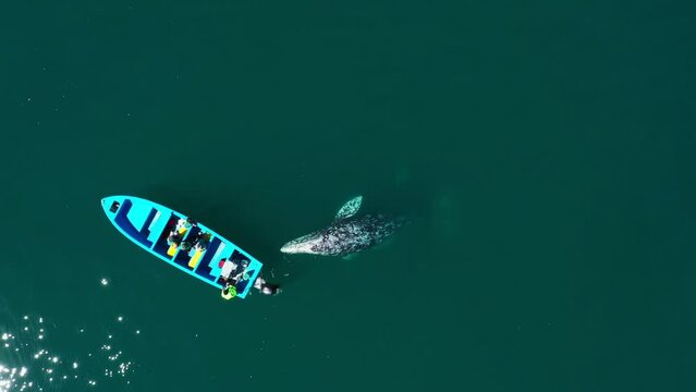 Top view of gray whales swimming near boat. Whale watching in Guerrero Negro bay