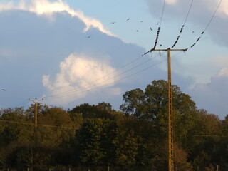Oiseaux sur fil électrique - 685892060