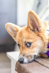 Adorable Pembroke Welsh Corgi puppy with huge ears giving the side eye laying in the sun - light red color coat
