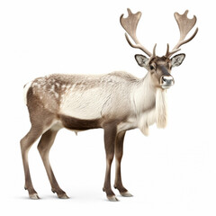 Naklejka na ściany i meble Large male reindeer. Isolated over white. generative ai