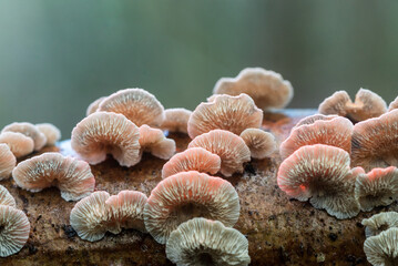Mushroom colony on a fallen tree. Mushrooms in an old natural forest. European nature.