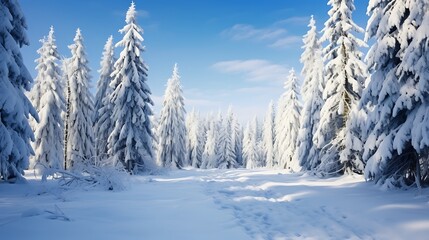 Fototapeta na wymiar Snow-covered pine trees in a winter forest