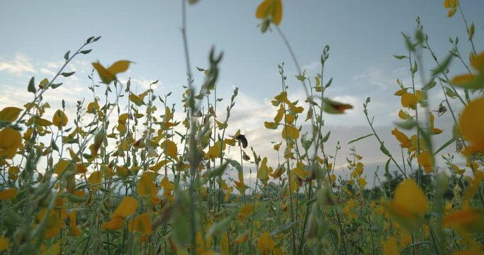 Wide angle shot of wild flower meadow field in countryside landscape view, a bumble bee working on yellow sunn  hemp or brown hemp flowers (Crotalaria juncea) a green manure in organic farming