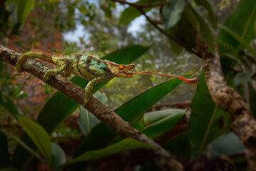 Hunting Parson’s Chameleon - Chamaeleo (Calumma) parsonii large green species of chameleon in Chamaeleonidae endemic to humid primary forest in eastern and northern Madagascar. Long tongue during hunt © phototrip.cz