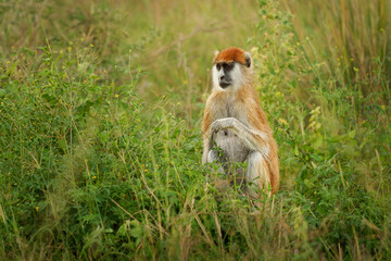 Common patas monkey - Erythrocebus patas also hussar monkey, ground-dwelling monkey distributed in...