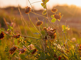 clover field with a flowering plant