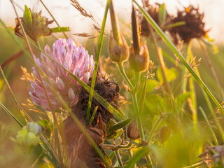clover field with a flowering plant