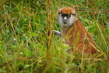 Common patas monkey - Erythrocebus patas also hussar monkey, ground-dwelling monkey distributed in the West and East Africa, stand and guard on the tree, feed on the ground