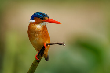 Malachite Kingfisher - Corythornis cristatus river kingfisher widely distributed in Africa south of...