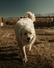 Big fluffy white dog playing in ranch