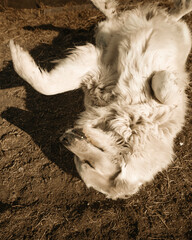 Big fluffy white dog playing in ranch