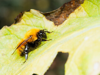 Bombus pascuorum