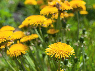 Blooming flowers of an yellow dandelion plant on a bright warm sunny day