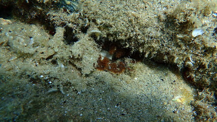 Daisy anemone (Cereus pedunculatus) undersea, Aegean Sea, Greece, Halkidiki