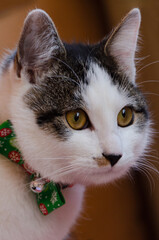 cat with Christmas bow tie, portrait cat