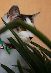 cat with Christmas bow tie, portrait cat
