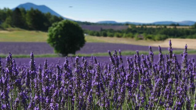 Lavender fields in bloom in Provence, France. Flowering seasons. Attraction trip for french vacation.