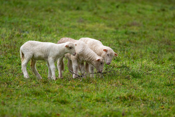 Obraz premium Lambs grazing on a rainy day