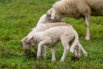 Naklejka na ściany i meble Sheep grazing with her lambs