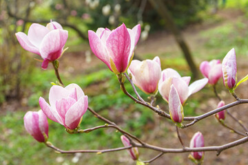 Fototapeta premium Magnolia tree branch blossom in springtime garden. Blooming pink magnolia outdoor in public park, gardening, landscape design.