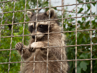 A raccoon in a cage asks for food and freedom. Zoo animals behind bars of a fence. Sad raccoon with...