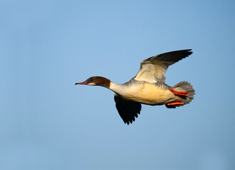 Goosander, Mergus merganser