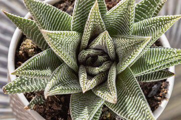 Haworthia limifolia (Spider White) with green base, and a unique pattern of white. is a unique evergreen succulent plant, Haworthia Zebra plant or Haworthia fasciata in natural sunlight, Cactus flower