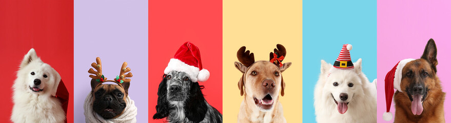 Christmas collage with different dogs on color background