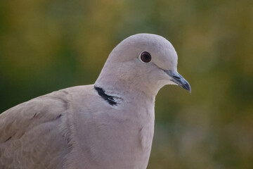 Portrait of a Eurasian Collared-dove