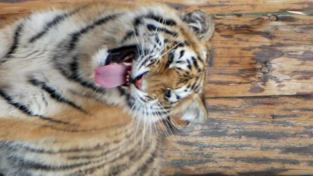 Close-up of an angry tiger with big teeth. Vertical video.