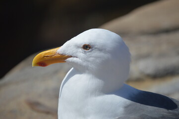 seagull on a rock