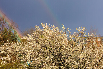 Crown of flowering fruit tree against the backdrop of a rainbow in early spring with selective focus. Spring background