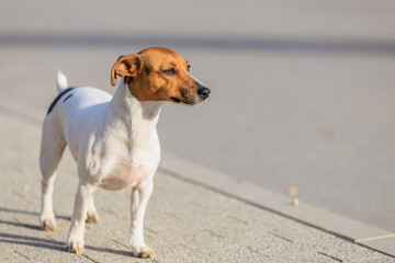 The owner gives water to a Jack Russell Terrier dog during a walk on the street. Animal portrait with selective focus