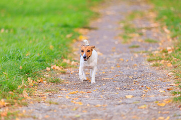 A cute Jack Russell Terrier dog runs along the path in the park. Pet portrait with selective focus and copy space