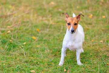 Naklejka na ściany i meble A cute Jack Russell Terrier dog walks in a clearing in the forest. Pet portrait with selective focus and copy space