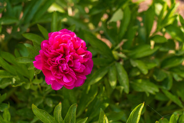 A flower in a flowerbed. Background with selective focus and copy space