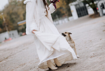 A hungry homeless dog, the animal asks the bride to eat on the street. Wedding photography.