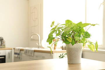 Houseplant on table in light kitchen, closeup