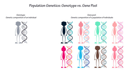 population genetics genotype versus gene pool vector infographic