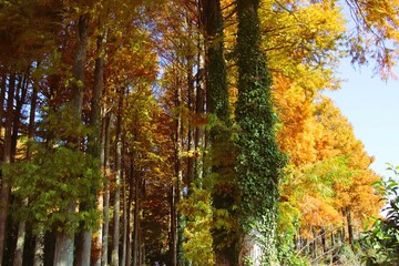 福岡県築上町のメタセの杜