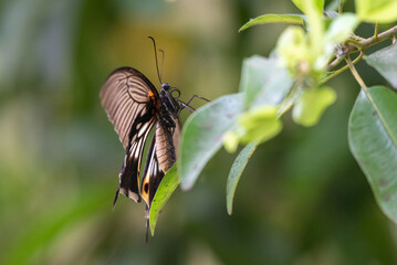 Beautiful butterfly, Papilio memnon, the great Mormon, is a large butterfly photographed in Indonesia that belongs to the swallowtail family.