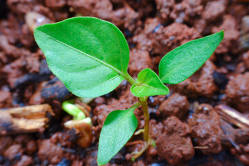 Close up photo of red chili seeds
