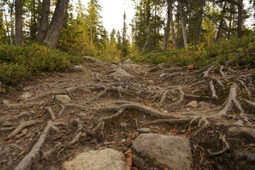 huge roots and stones on a trail in Sarek national Parc